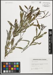 Foto von Salix purpurea L.
